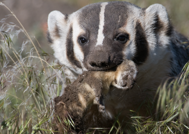 Badger preying on long-tailed weasel.png