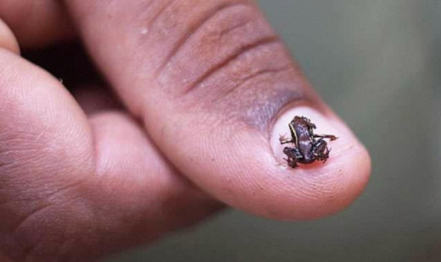 Smallest Amphibian.jpg