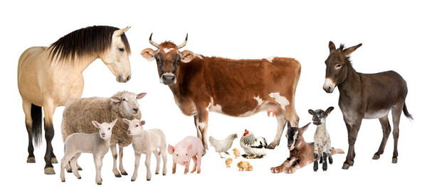 Floyd’s top agriculture animals: a comprehensive farming guide