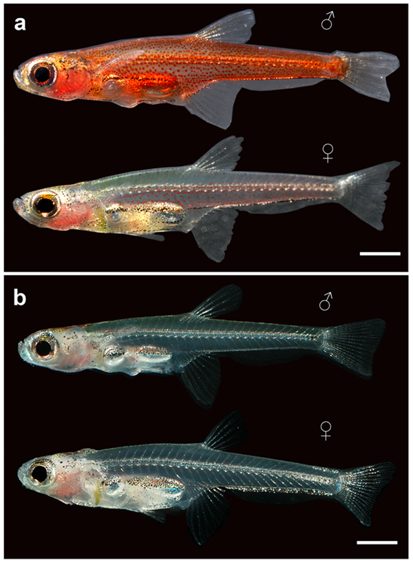 What Is the Smallest Fish in the World? A Scientific Analysis