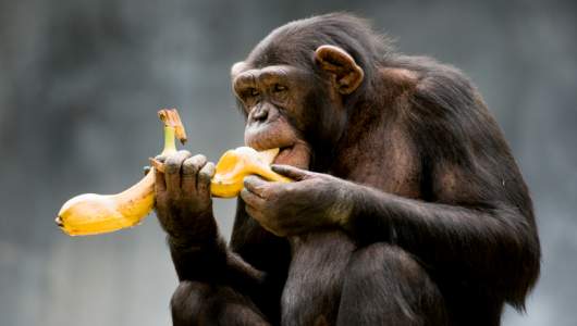 Top 10 smartest animals in the world: a journey through nature's geniuses