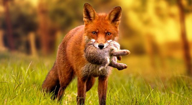 The Diet of Foxes: From Prey to the Food Chain