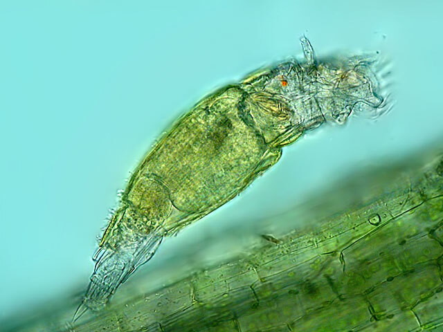 Rotifers.jpg