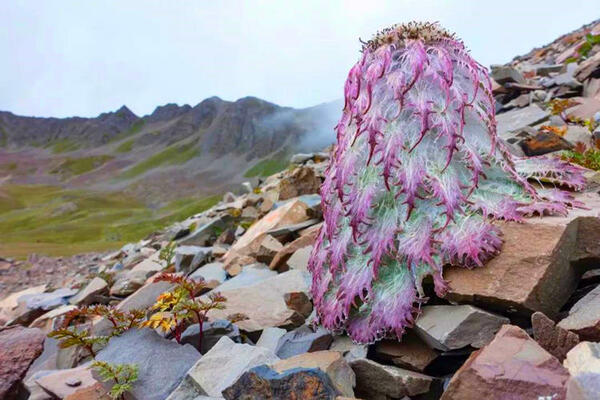 Saussurea gossipiphora