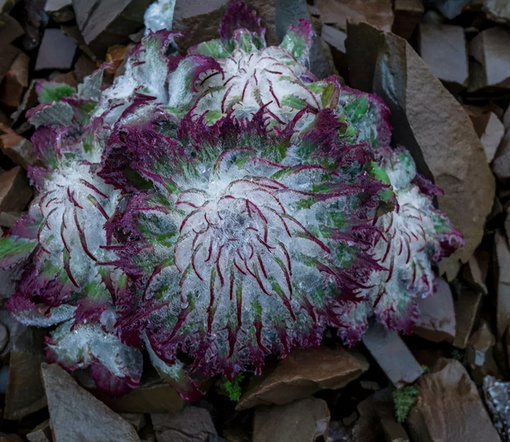 Saussurea gossipiphora