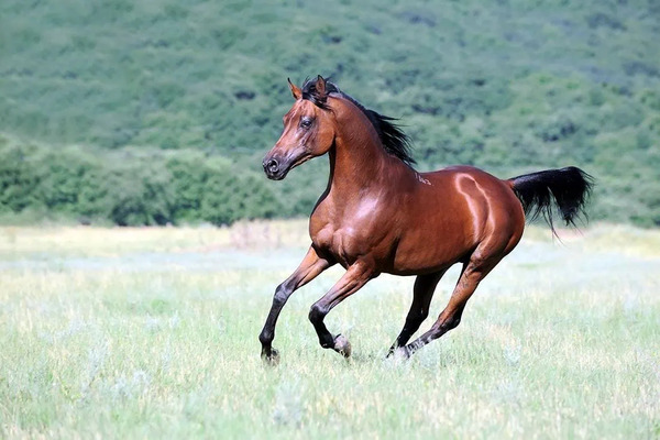 Introduction to the Top 10 Horse Breeds: A Comprehensive Guide