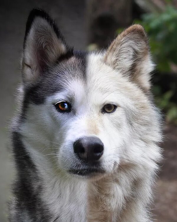 The History of Dogs: From Wolves to Beloved Pets