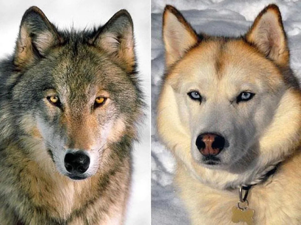 Dogs From Wolves