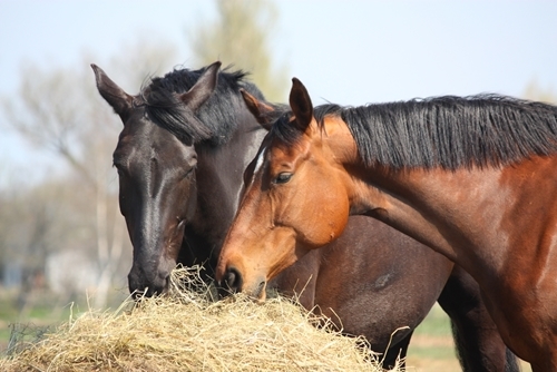 horse eating