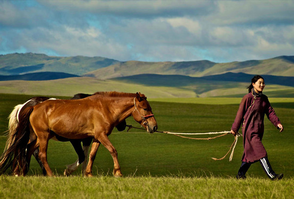 Mongolian horse