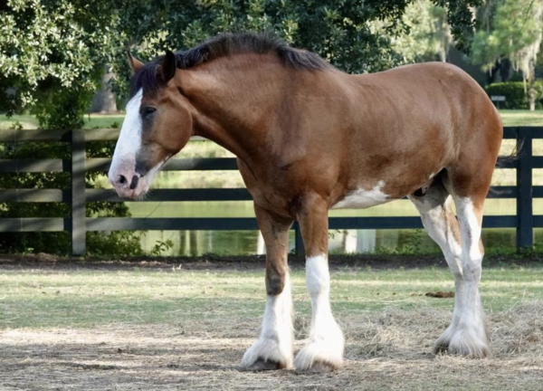 Clydesdale