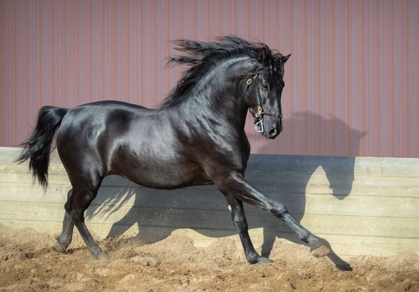 Andalusian horse