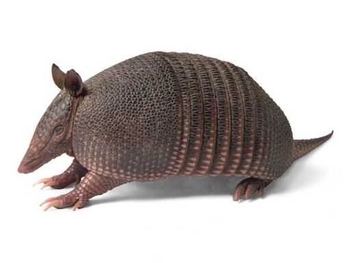 Can Armadillos Be Kept as Pets?