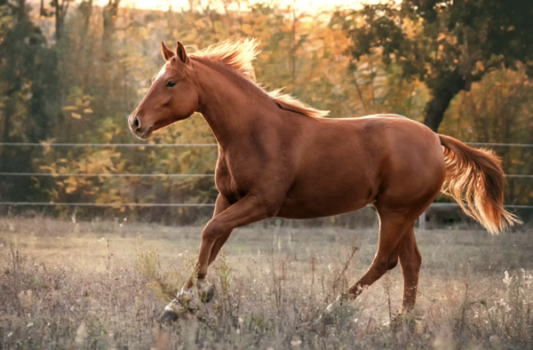 American Quarter Horse