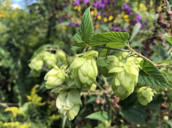 Humulus lupulus