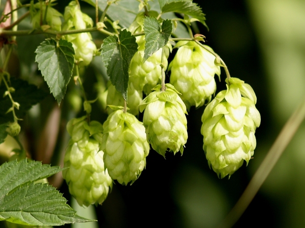 Common Hop (Humulus lupulus) – A Comprehensive Overview