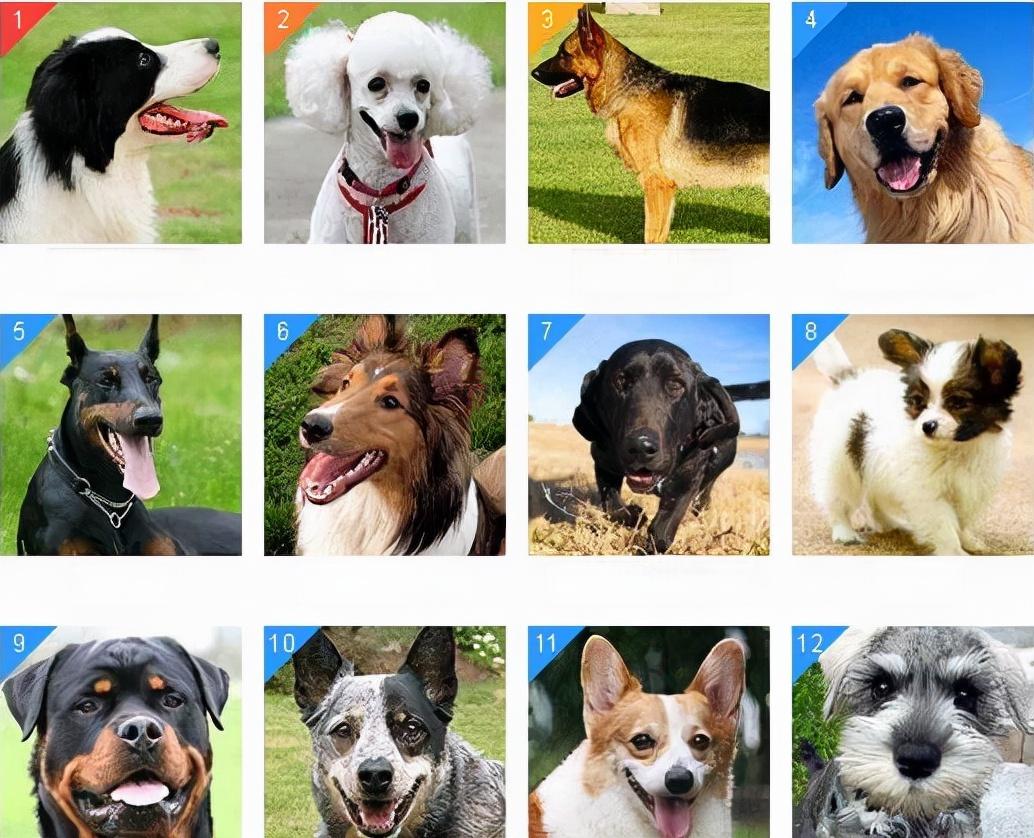 Dog Intelligence Rankings: A Comprehensive Guide to Canine Smarts