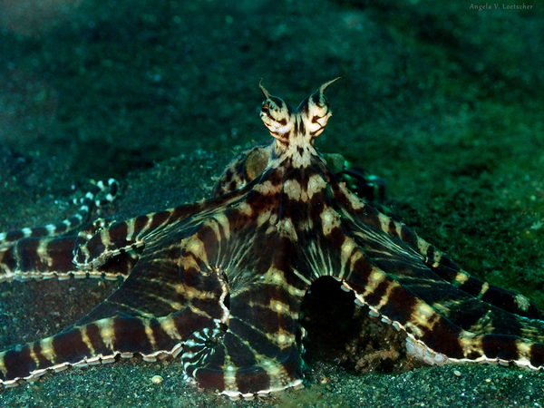 What Three Animals Does a Mimic Octopus Frequently Mimic?