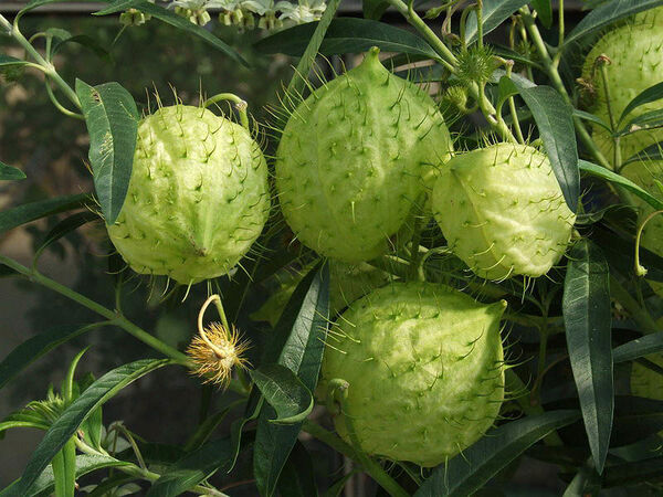 Gomphocarpus physocarpus (Balloon Plant): Nature’s Bizarre Balloon