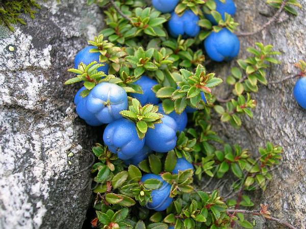 Gaultheria trichophylla: A Comprehensive Guide to the Mountain Jewel of the Rhododendron Family