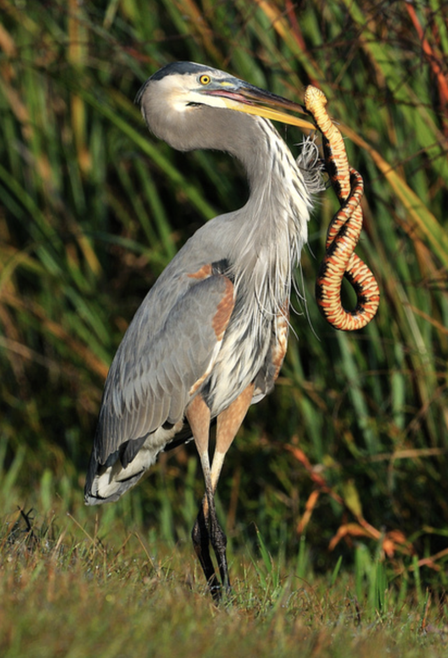 Great Blue Heron (Ardea herodias)