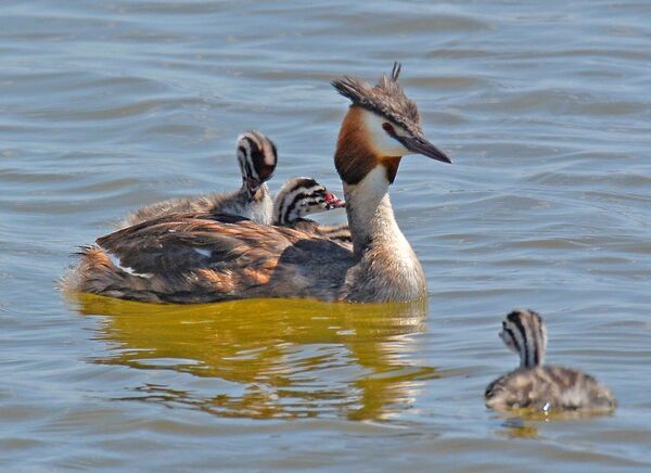 Great crested grebe (Podiceps cristatus)