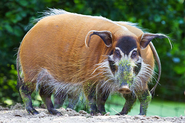 red river hog (Potamochoerus porcus)