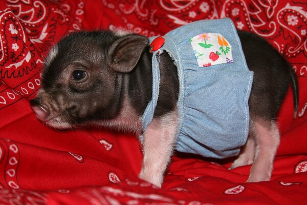 Should You Keep a Potbellied Pig as a Pet?