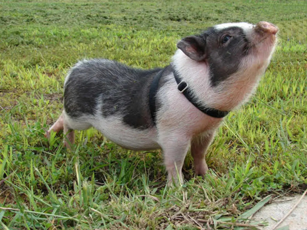 Potbellied pigs