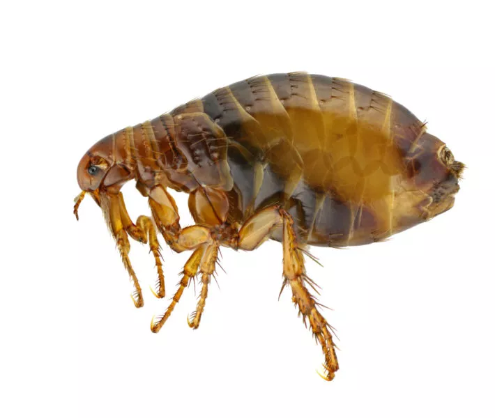 Can Humans Get Fleas from Animals?