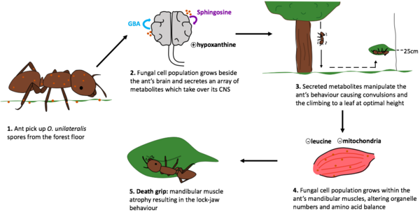 Ant and the Brain Eating Fungus Symbiotic Relationship