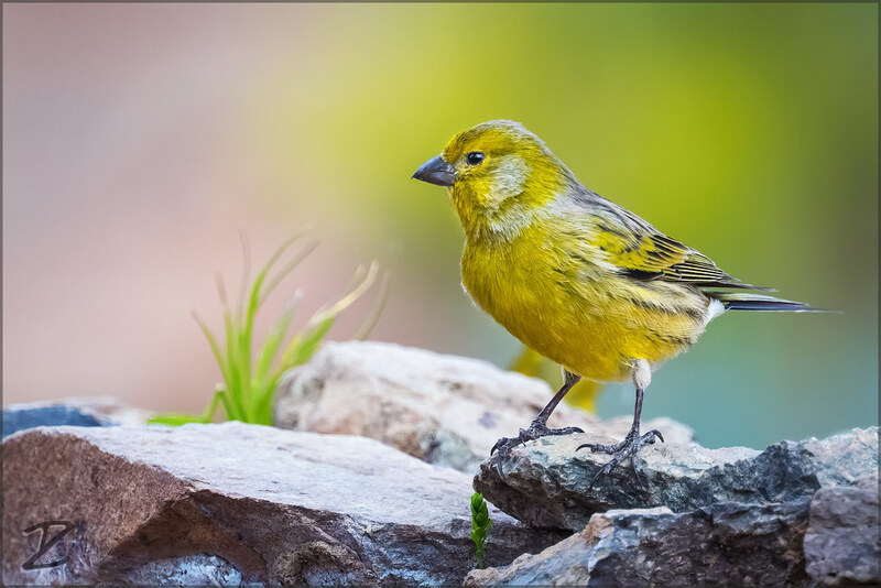 The world's top ten most clingy birds