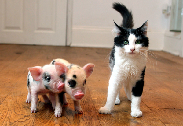 Teacup Pigs: The Truth Behind the Tiny Myth