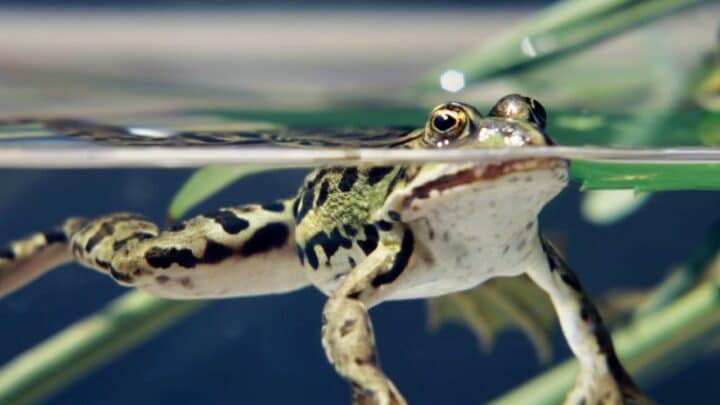 How Long Can Frogs Hold Their Breath?