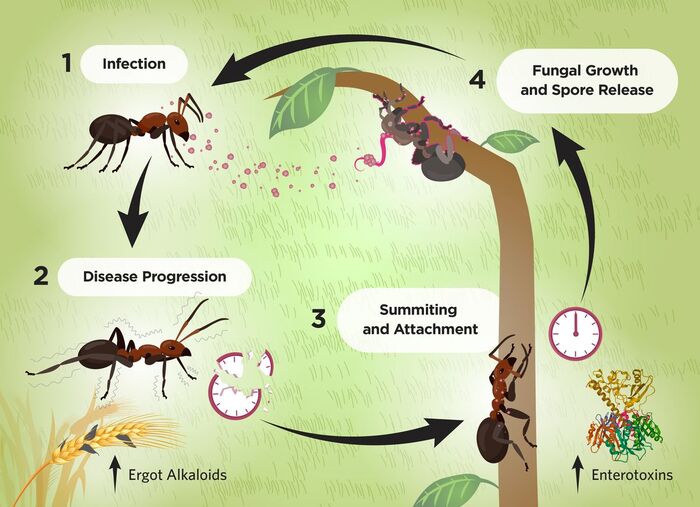 How zombie fungus affects fire ants