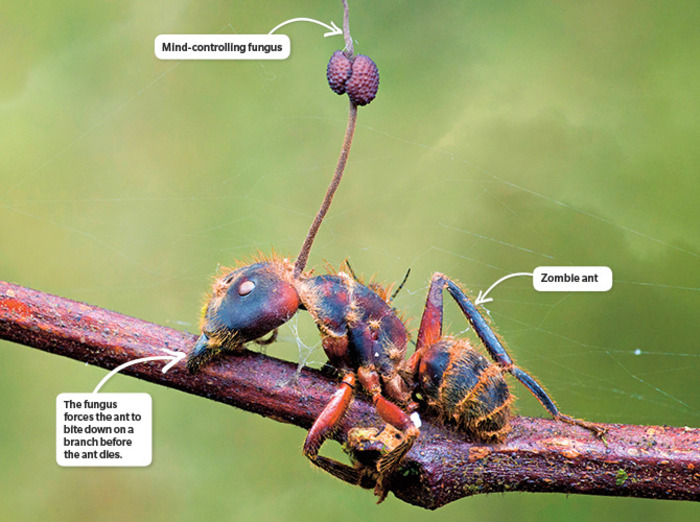 Brain Eating Fungus for a Fire Ant: A Fascinating Look at Ophiocordyceps