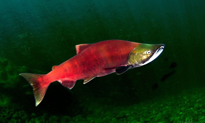 Oncorhynchus nerka