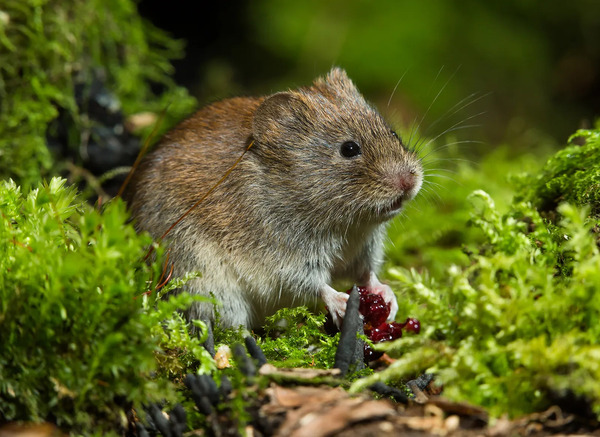 Everything You Need to Know About Voles: A Comprehensive Guide