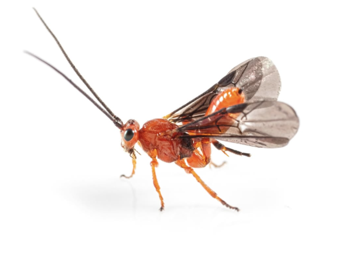 What Animals Eat Braconid Wasps? Exploring the Predators of Braconid Wasps