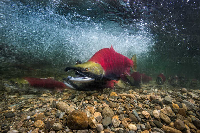 Sockeye Salmon: A Comprehensive and In-Depth Guide on Its Biology, Ecology, and Conservation