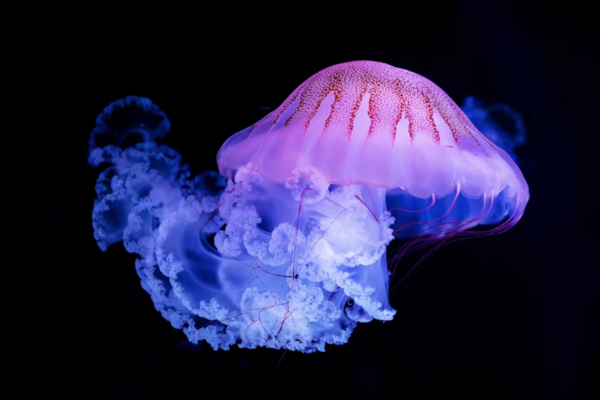 Jellyfish