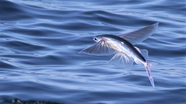 Flying Fish: A Deep Dive into Their Biology, Behavior, and Conservation