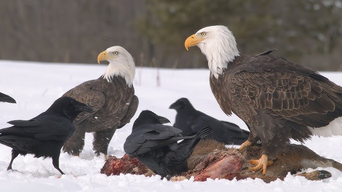 What Animals Eat Eagles in the Grasslands?