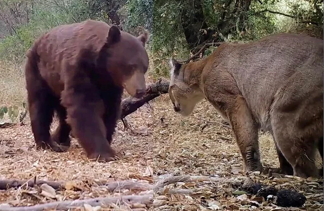 What Animals Eat Cougars? Exploring Cougar Predators in the Grasslands