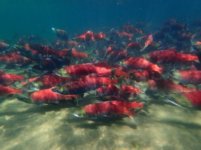 Sockeye Salmon