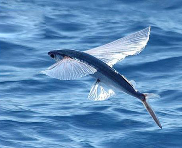 Flying fish