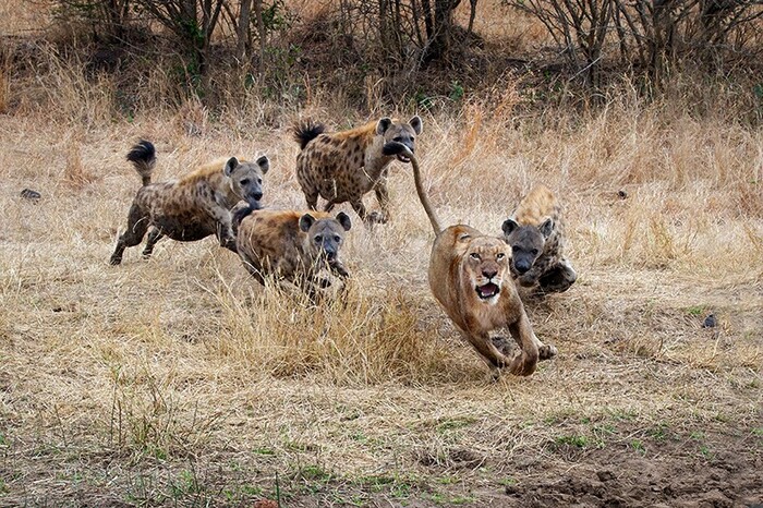 What Animals Live With a Lion? Discover the Wildlife of the African Savannah