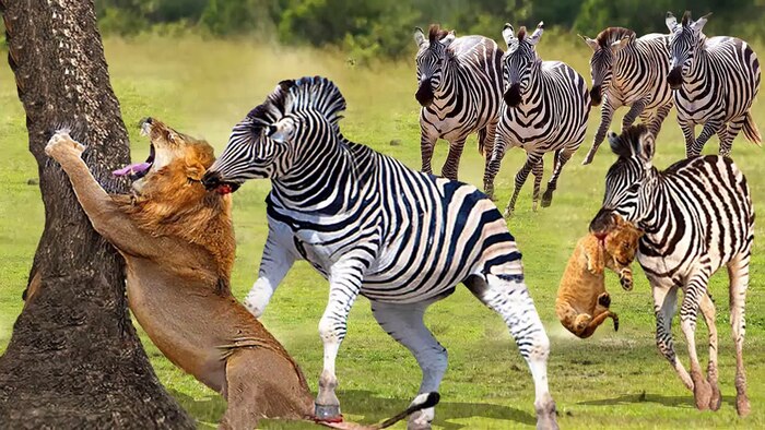 Lions and Zebras