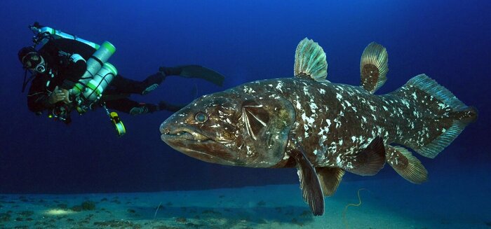 Coelacanth: The Living Fossil