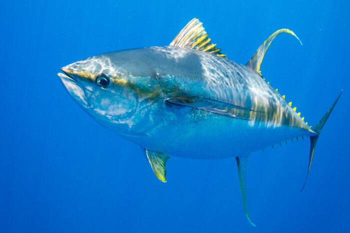 Yellowfin tuna (Thunnus albacares)